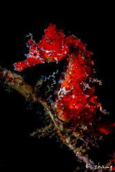red by Jinggong Zhang 